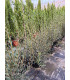 Labiérnago (Phillyrea angustifolia)