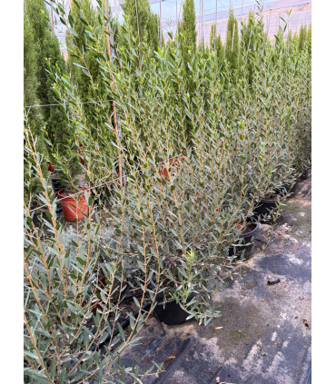 Labiérnago (Phillyrea angustifolia)