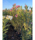 Adelfa (Nerium oleander) formato arbusto.