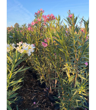 Adelfa (Nerium oleander) formato arbusto.