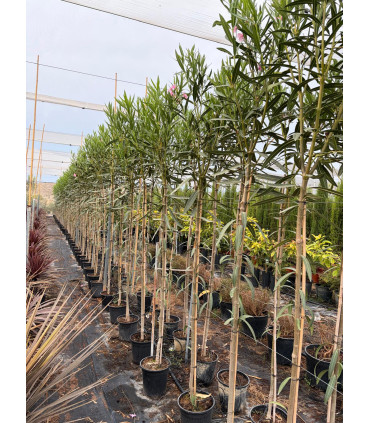 Adelfa (Nerium oleander) formato árbol.