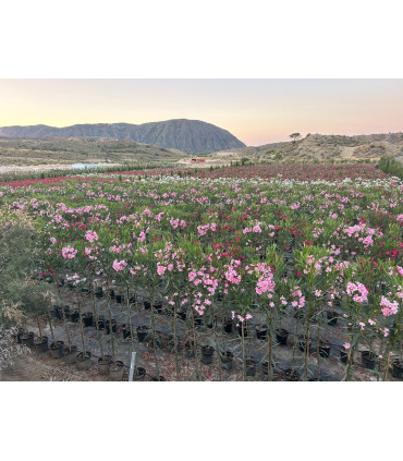 Adelfa (Nerium oleander) formato árbol.