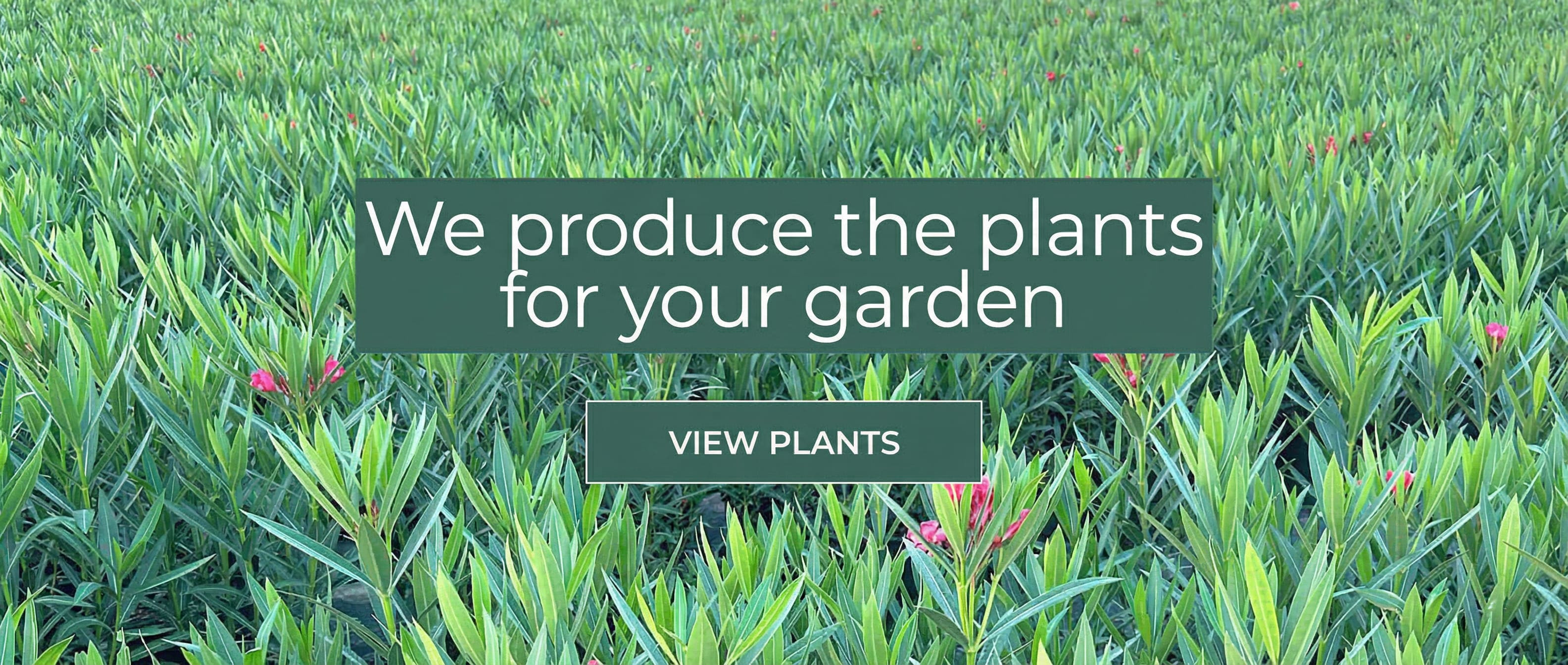 Vivero Productor